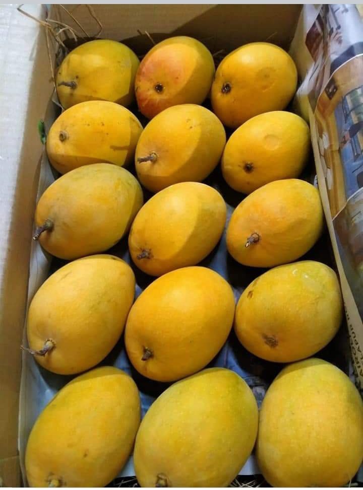 Alphonso Mango (0804)