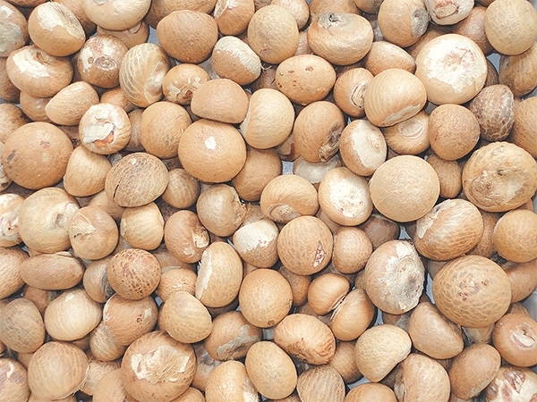 Betelnut (0802)