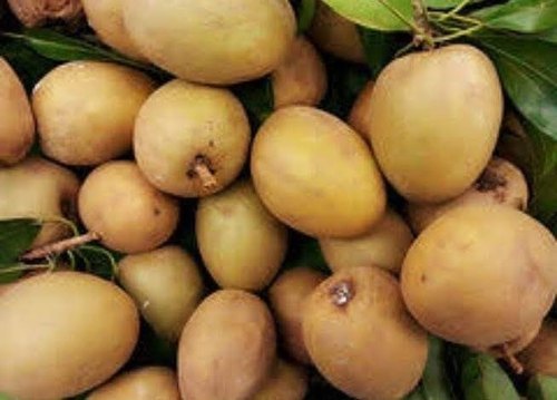 Chikoo (Sapota) (0810)