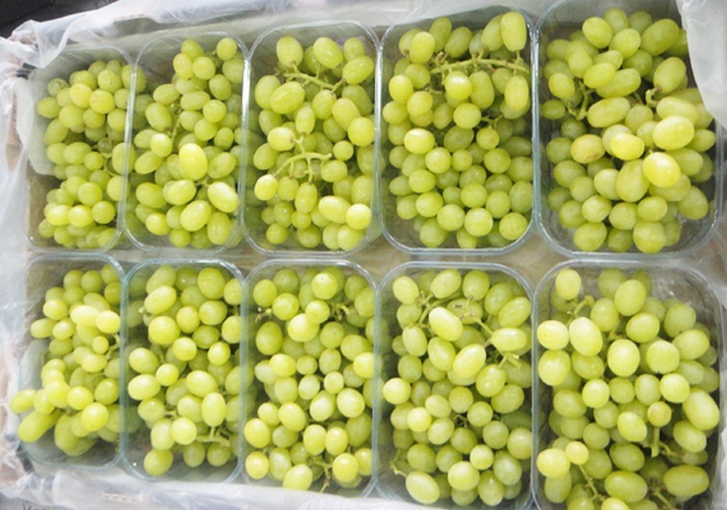 Grapes (Green & Black) (0806)