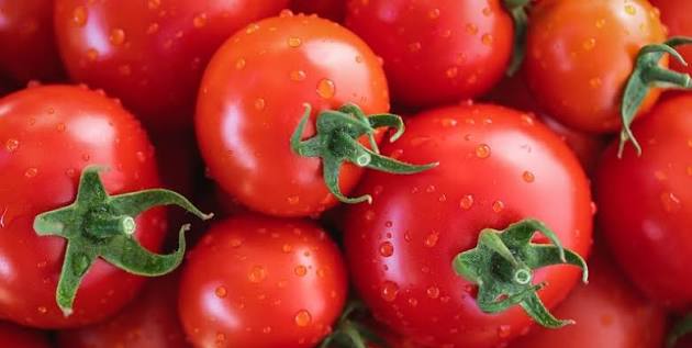 Tomato (0702)
